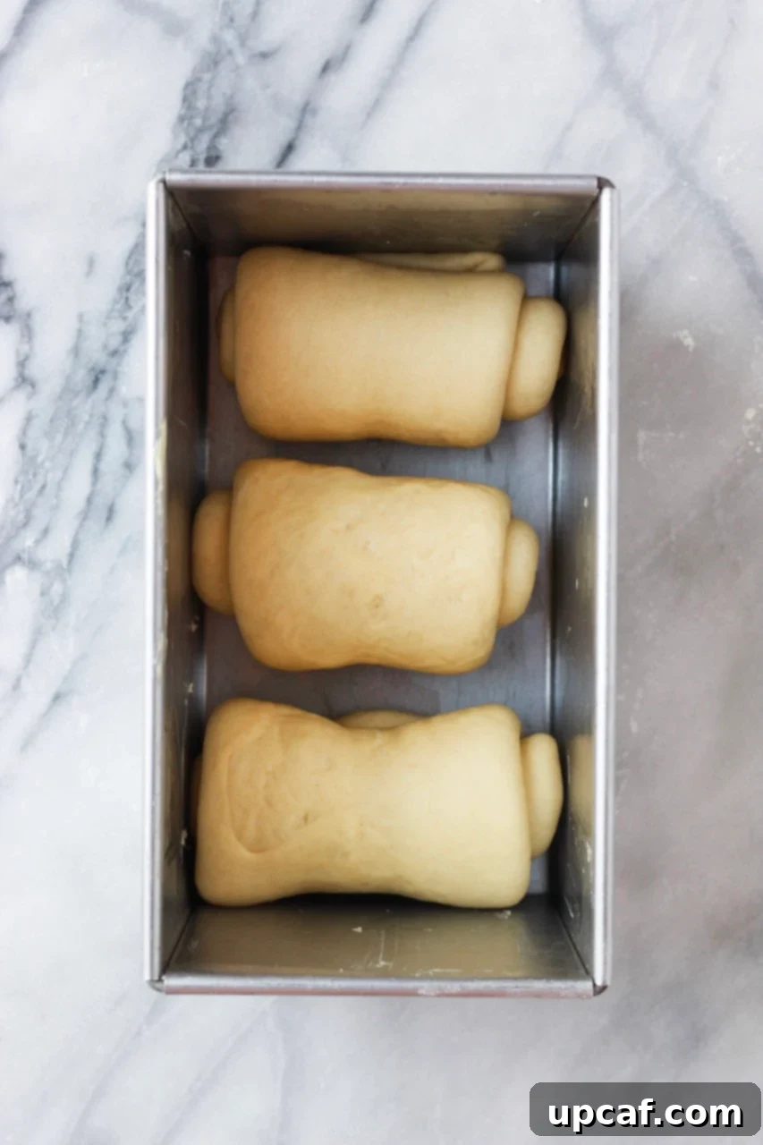 Rolled dough placed inside a loaf pan, ready for its second rise.
