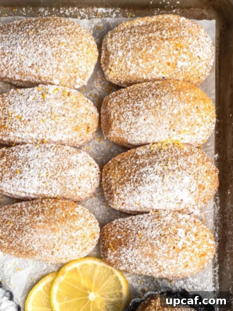 A stunning close-up of beautifully baked lemon Madeleines, delicately dusted with powdered sugar, arranged on a rustic sheet pan, highlighting their perfect golden color and distinct shell patterns.