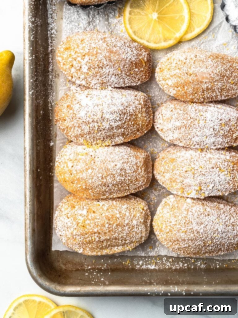 A close-up view of freshly baked lemon French Madeleines, generously dusted with powdered sugar, cooling on a sheet pan.