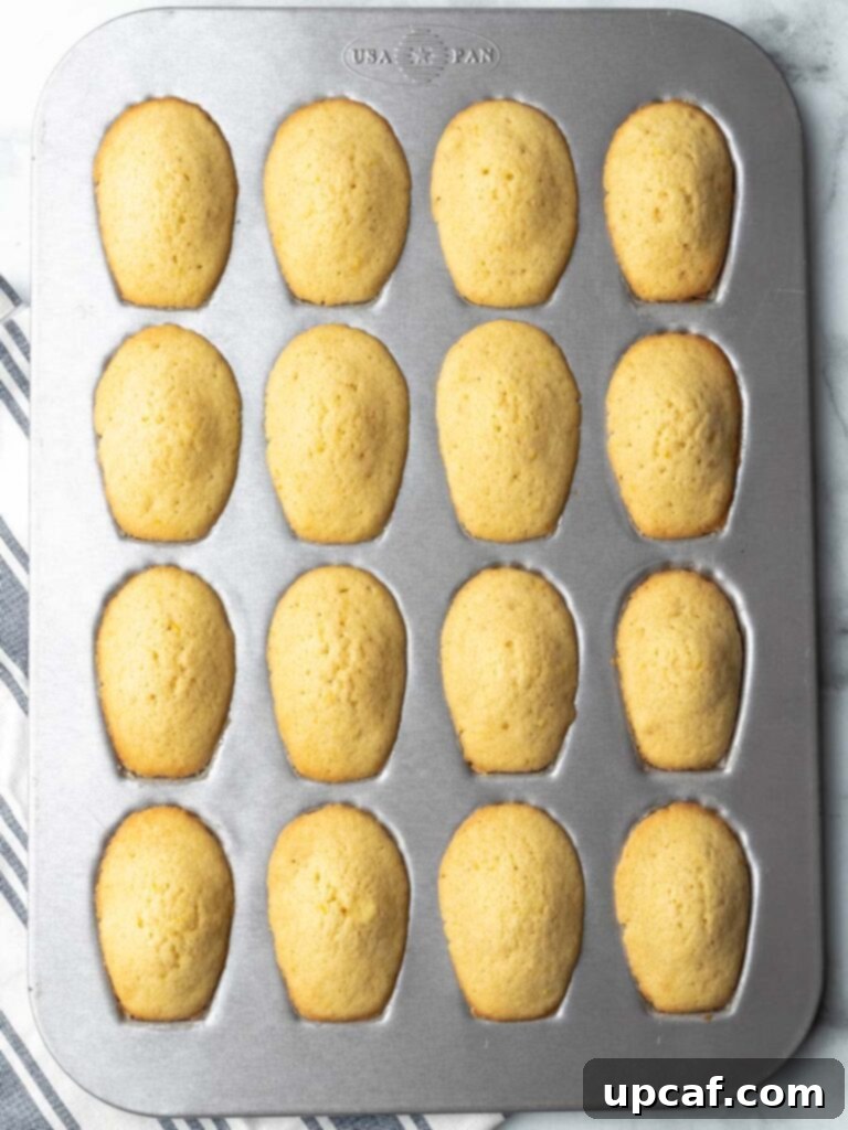 A batch of freshly baked Madeleines, golden and perfectly risen with their characteristic humps, still nestled in the individual molds of the baking pan, cooling slightly before removal.