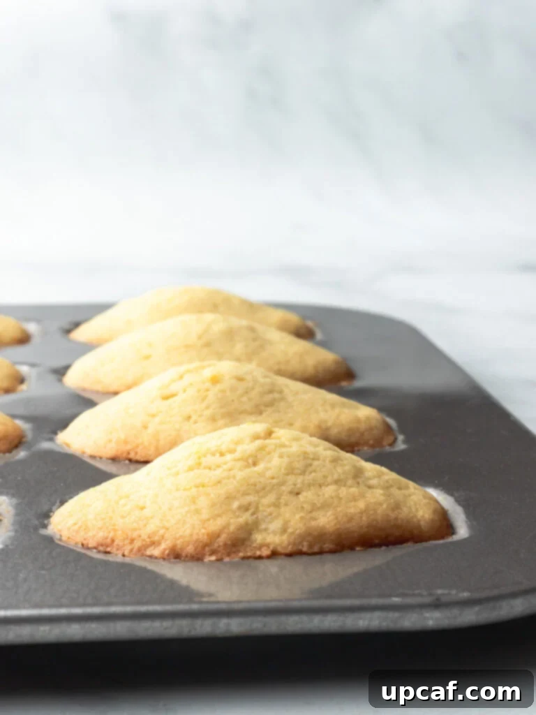 Close-up of golden-brown Lemon Madeleines, beautifully baked with distinct shell patterns and prominent humps, showcased in the warm glow of the baking pan.