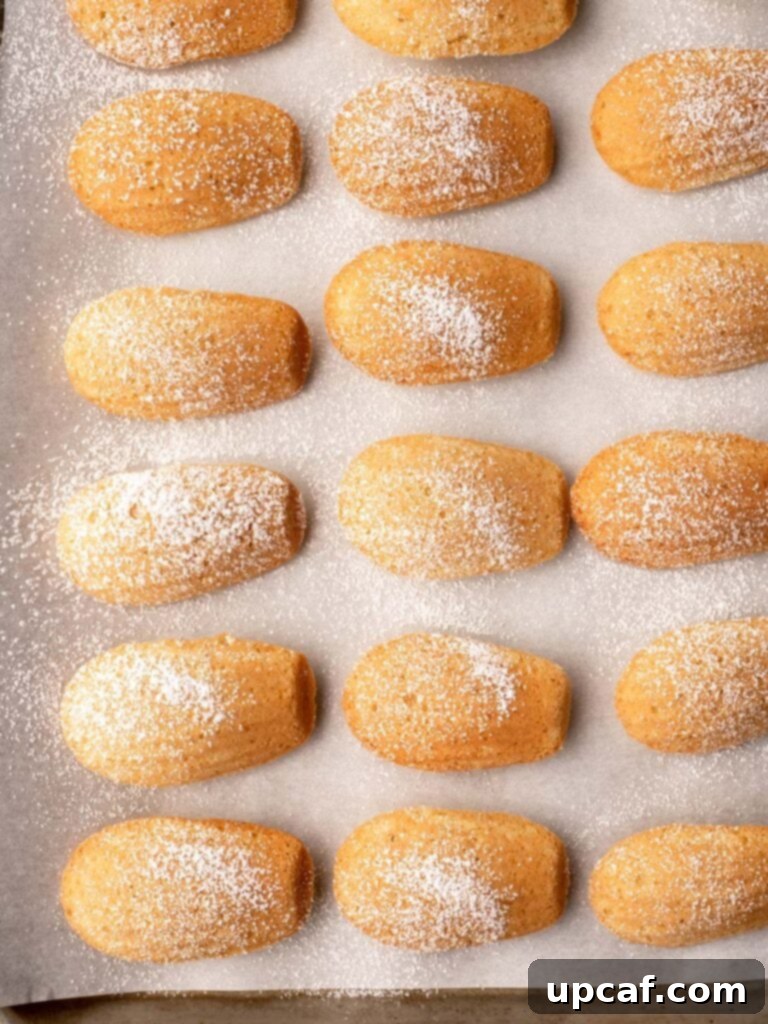 A delicate arrangement of perfectly baked lemon Madeleines on a sheet pan, showcasing their golden hue and shell shape.