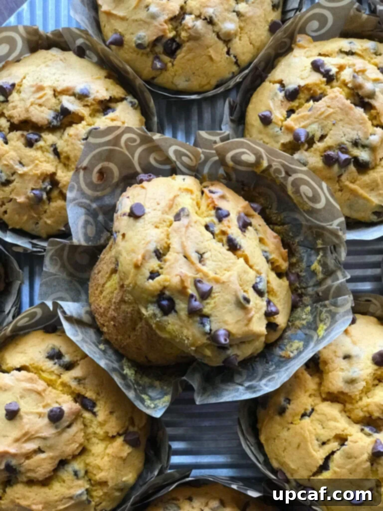 Delicious Chocolate Chip Pumpkin Muffins arranged on a cooling rack, ready to be enjoyed.
