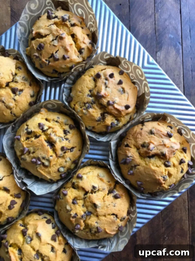 A top-down shot of golden-brown Chocolate Chip Pumpkin Muffins cooling on a wire rack.