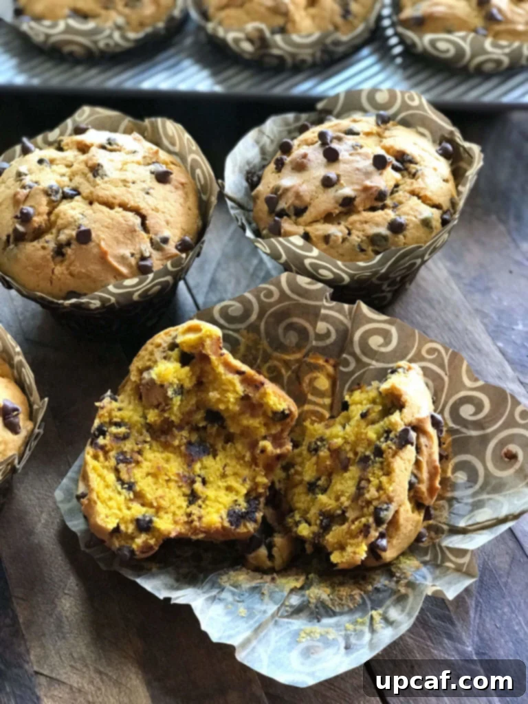 A freshly baked Chocolate Chip Pumpkin Muffin broken open to reveal its moist, tender interior and melted chocolate chips.