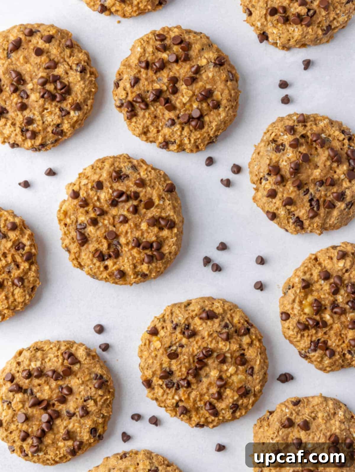 Multiple healthy chocolate chip oatmeal cookies in a single layer with mini chocolate chips on top.