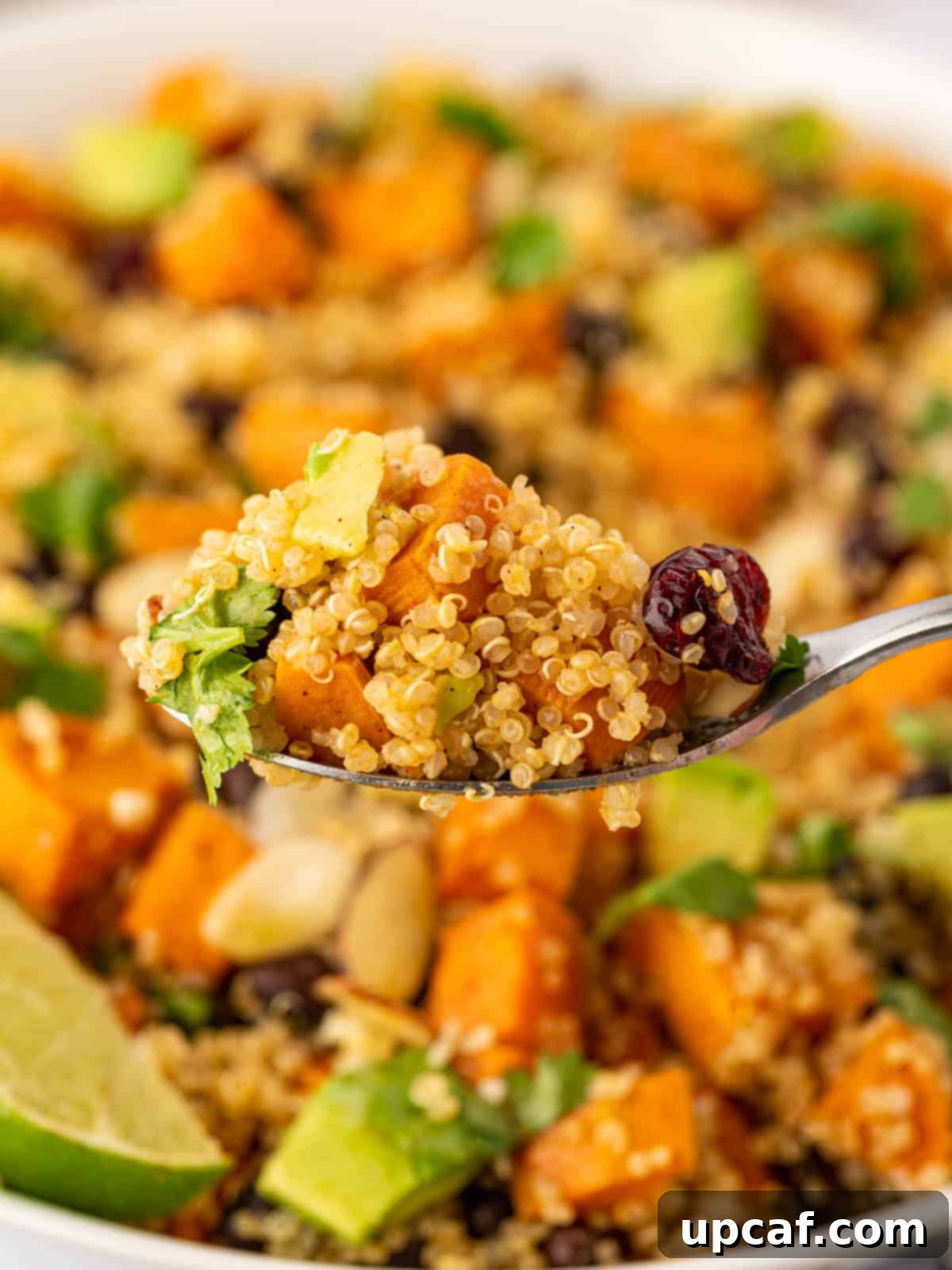 Roasted Sweet Potato Quinoa Salad 9 A spoon lifting a portion of quinoa and roasted sweet potato salad, showing the mixture of ingredients.