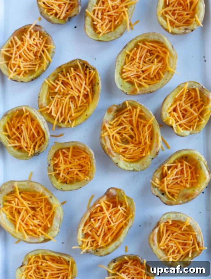 baked potato skins Potato halves filled with shredded cheddar cheese, beautifully melted and golden, fresh out of the oven, ready for final toppings.